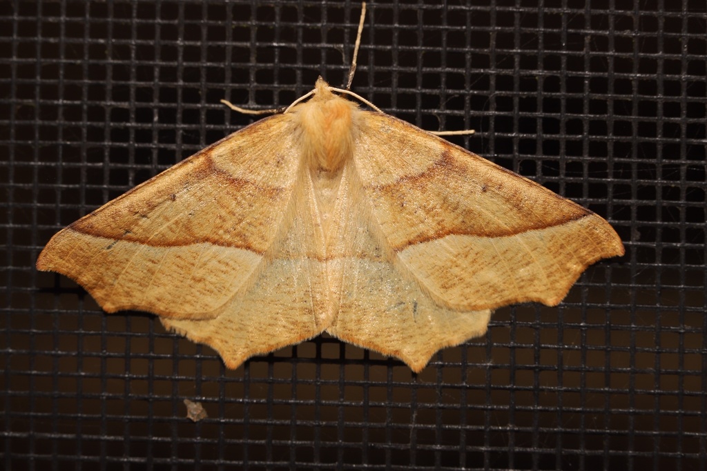 Tetracis jubararia (October Thorn), California species