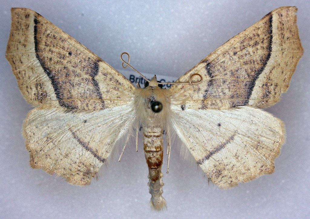 Tetracis pallulata (Pale Tetracis), California species