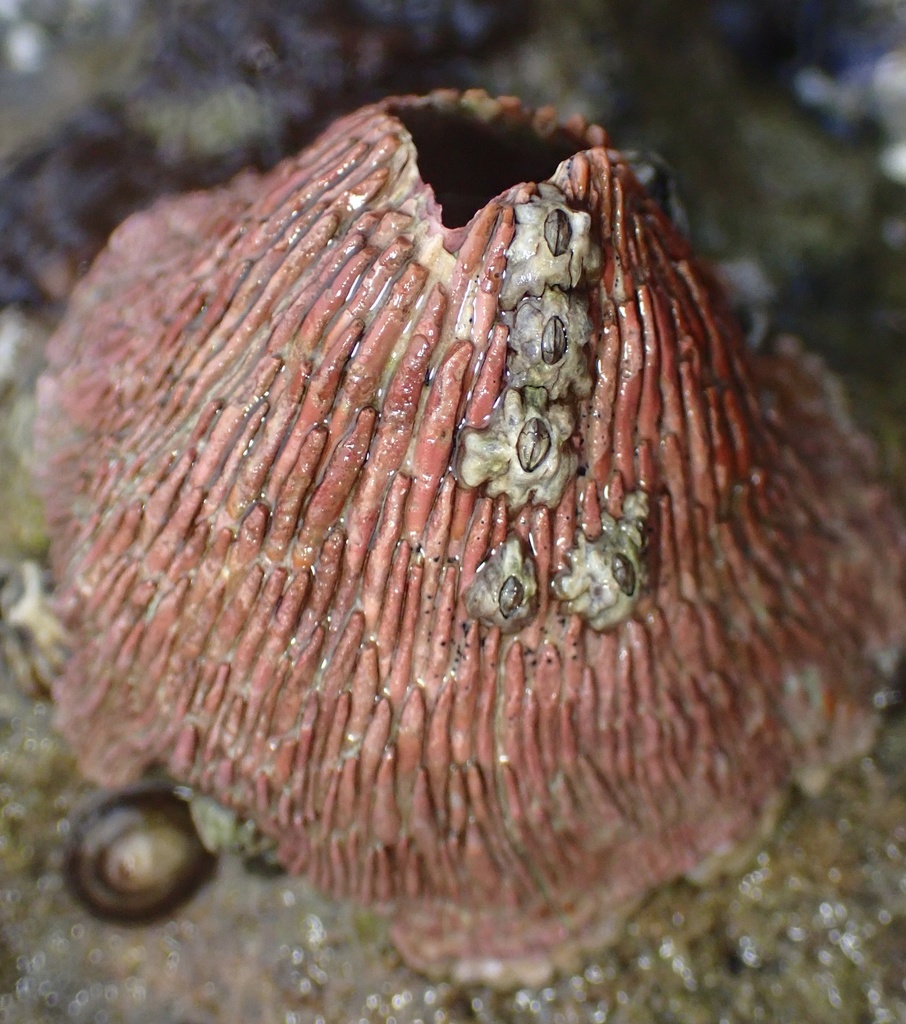 Tetraclita rubescens (Pink Volcano Barnacle), California species