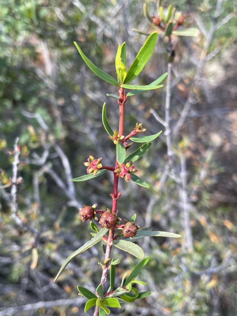 Tetracoccus dioicus (Parry's tetracoccus), native California shrub