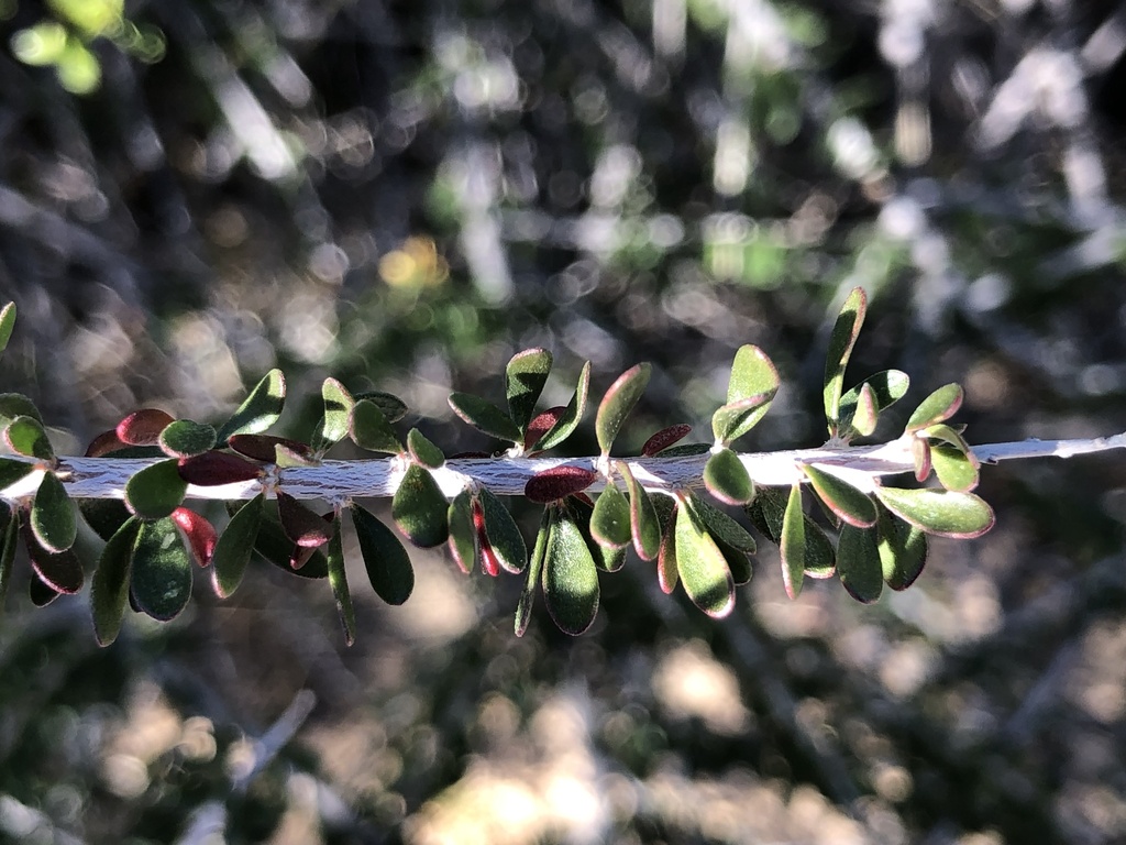 Tetracoccus hallii (Hall's tetracoccus), native California shrub