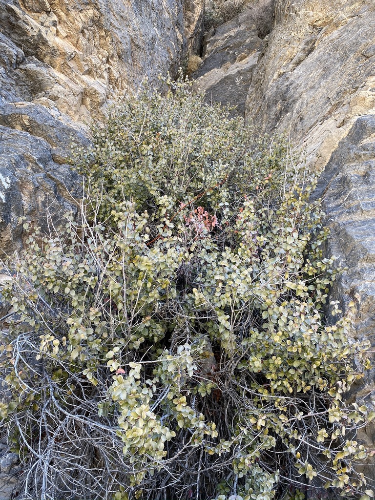 Tetracoccus ilicifolius (Holly-leaved tetracoccus), native California shrub
