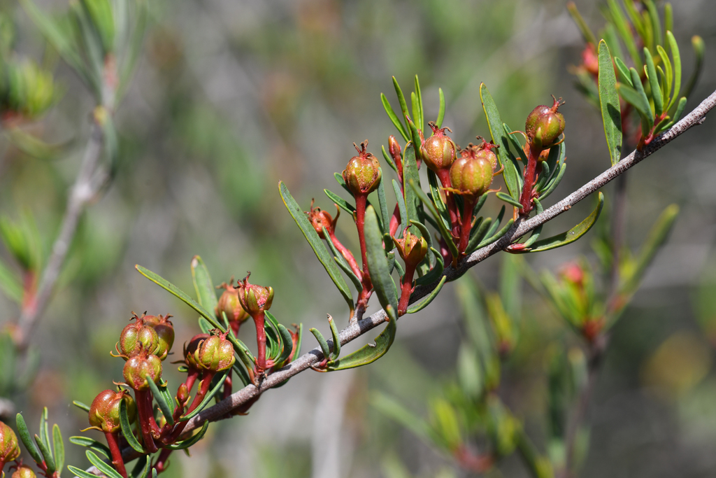 Tetracoccus sp., native California shrub