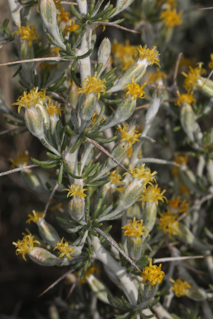 Tetradymia axillaris var. longispina (Catclaw horsebrush), native California shrub