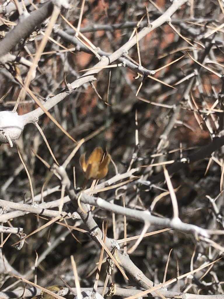Tetradymia axillaris (Catclaw horsebrush), native California shrub