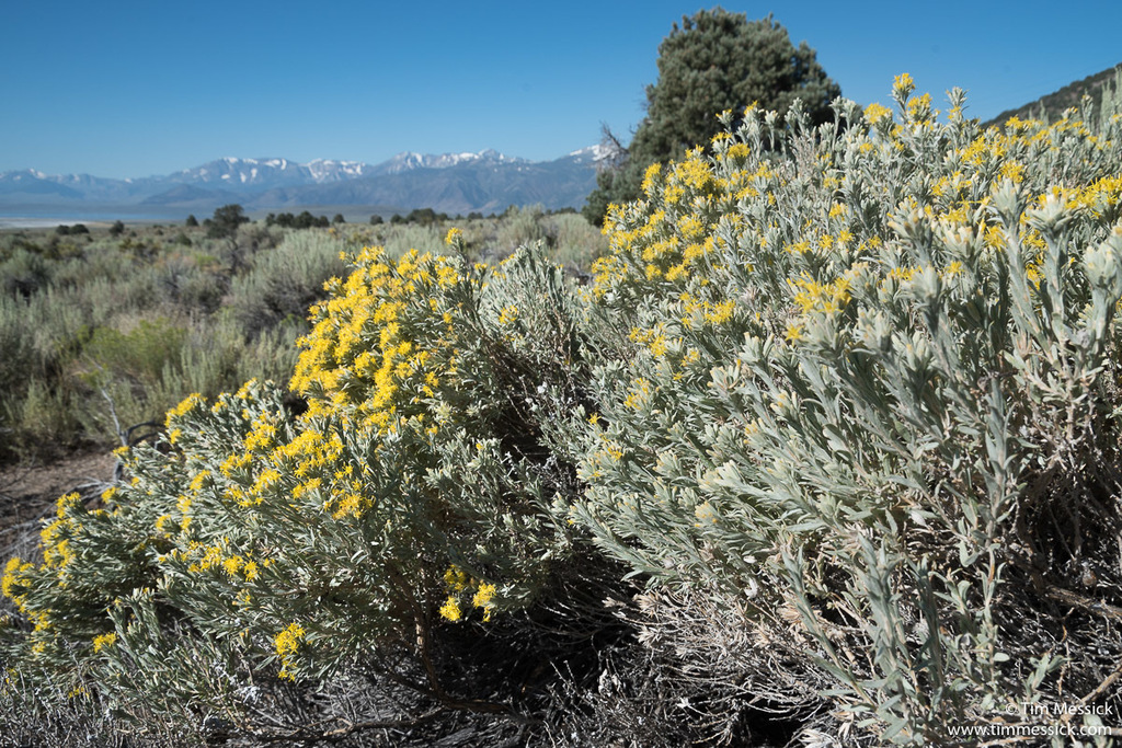 Tetradymia canescens (Gray horsebrush), native California shrub