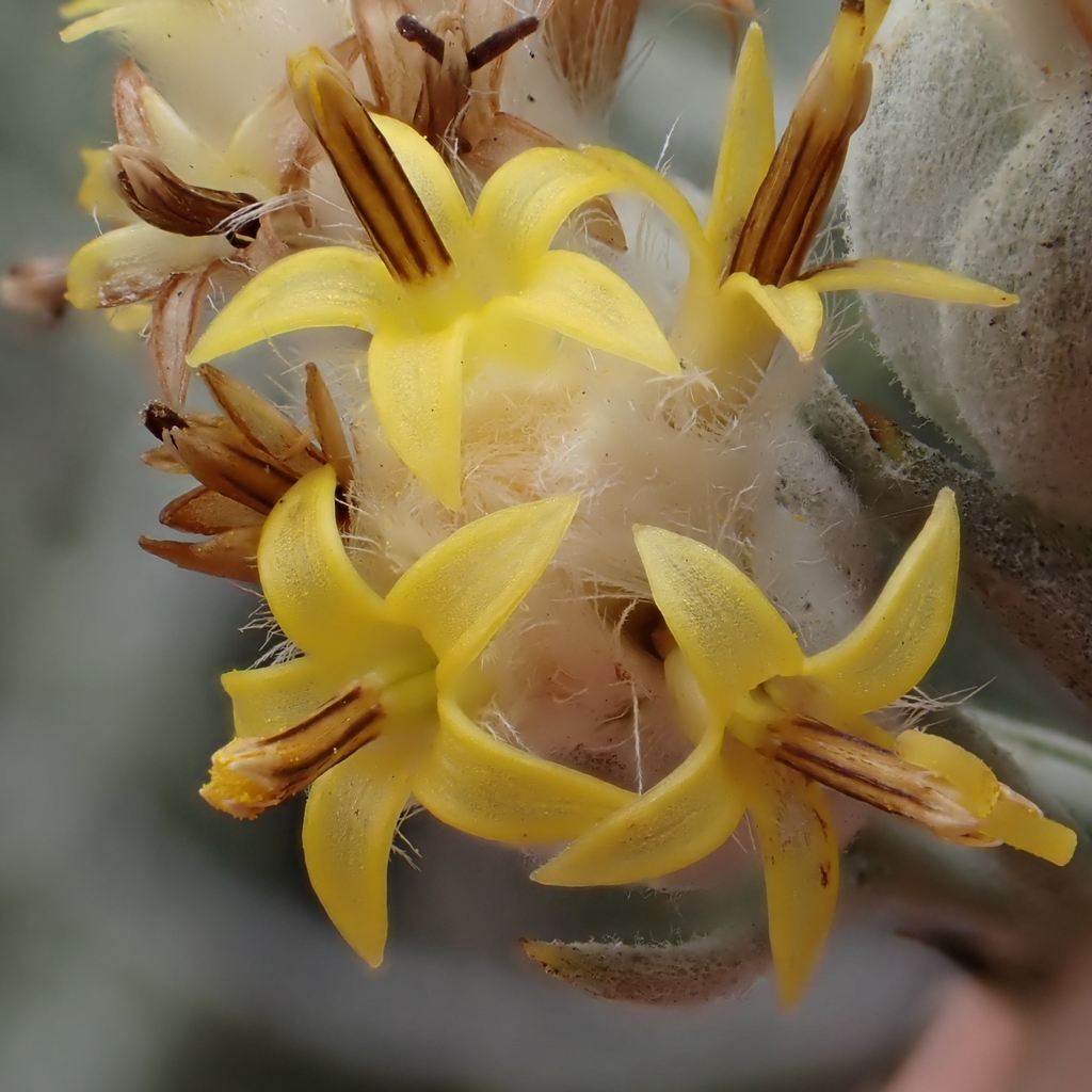 Tetradymia comosa (Cotton thorn), native California shrub