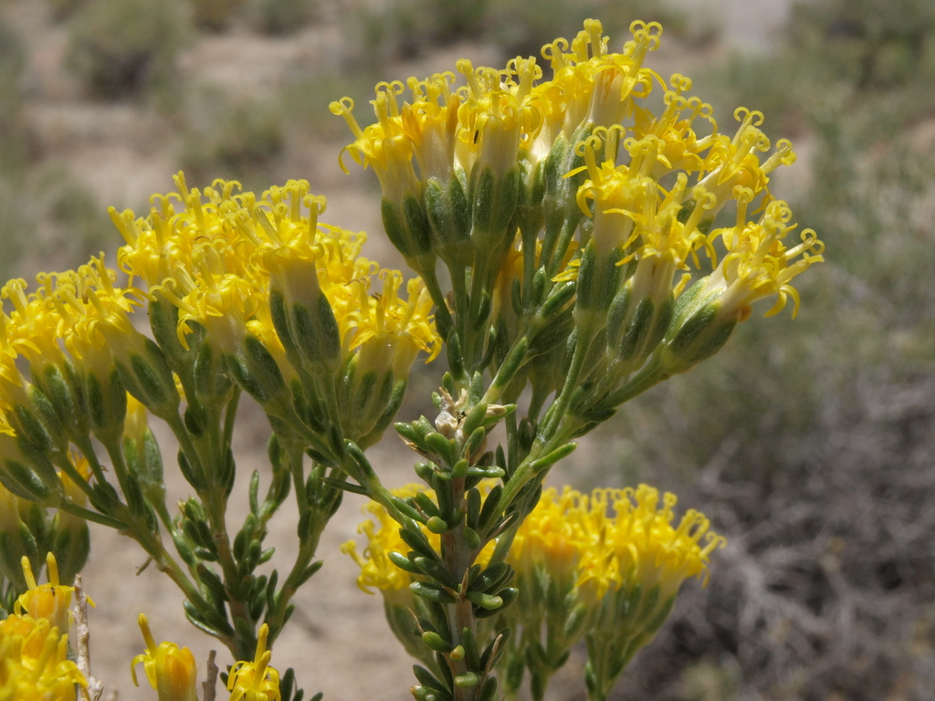 Tetradymia glabrata (Little leaf horsebrush), native California shrub