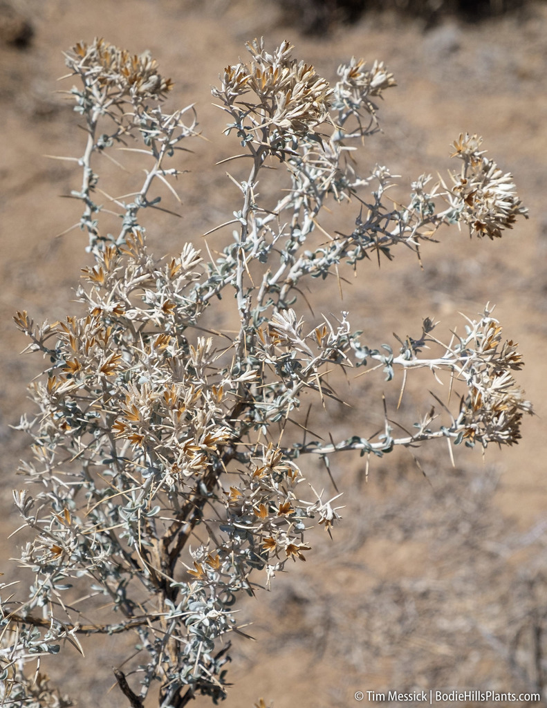 Tetradymia sp. (Cottonthorn), native California shrub
