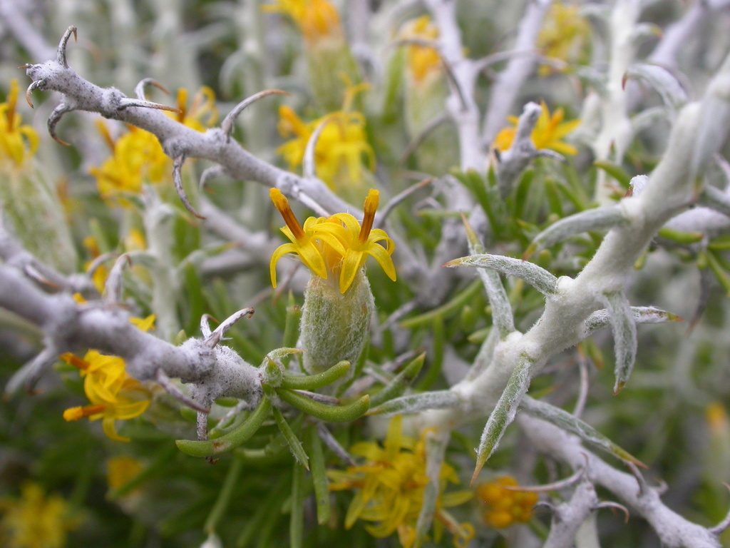 Tetradymia spinosa (Shortspine horsebrush), native California shrub