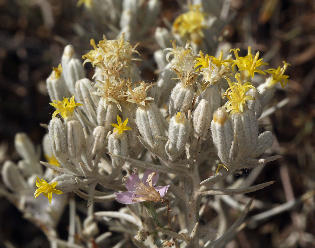 Tetradymia stenolepis (Mojave cottonthorn), native California shrub