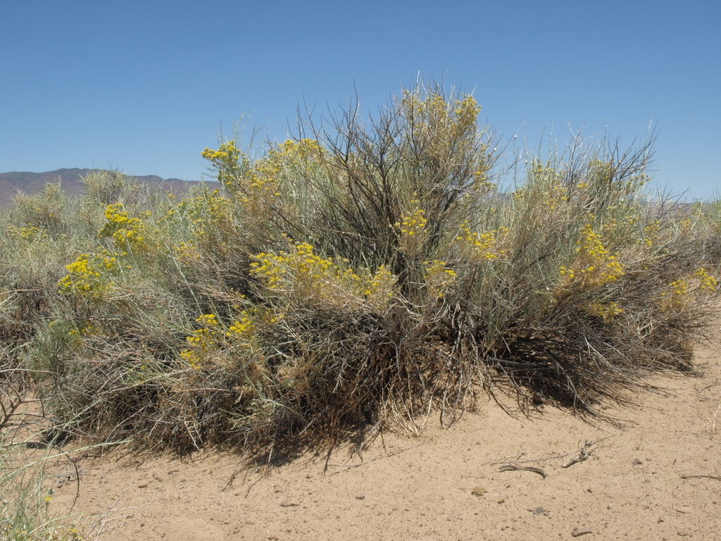 Tetradymia tetrameres (Dune horsebrush), native California shrub