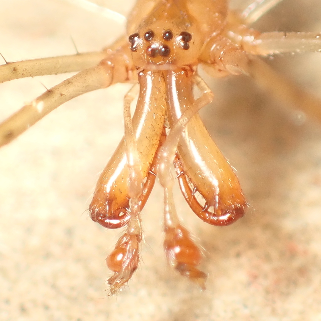 Tetragnatha laboriosa (Silver Long-jawed Orbweaver), California species