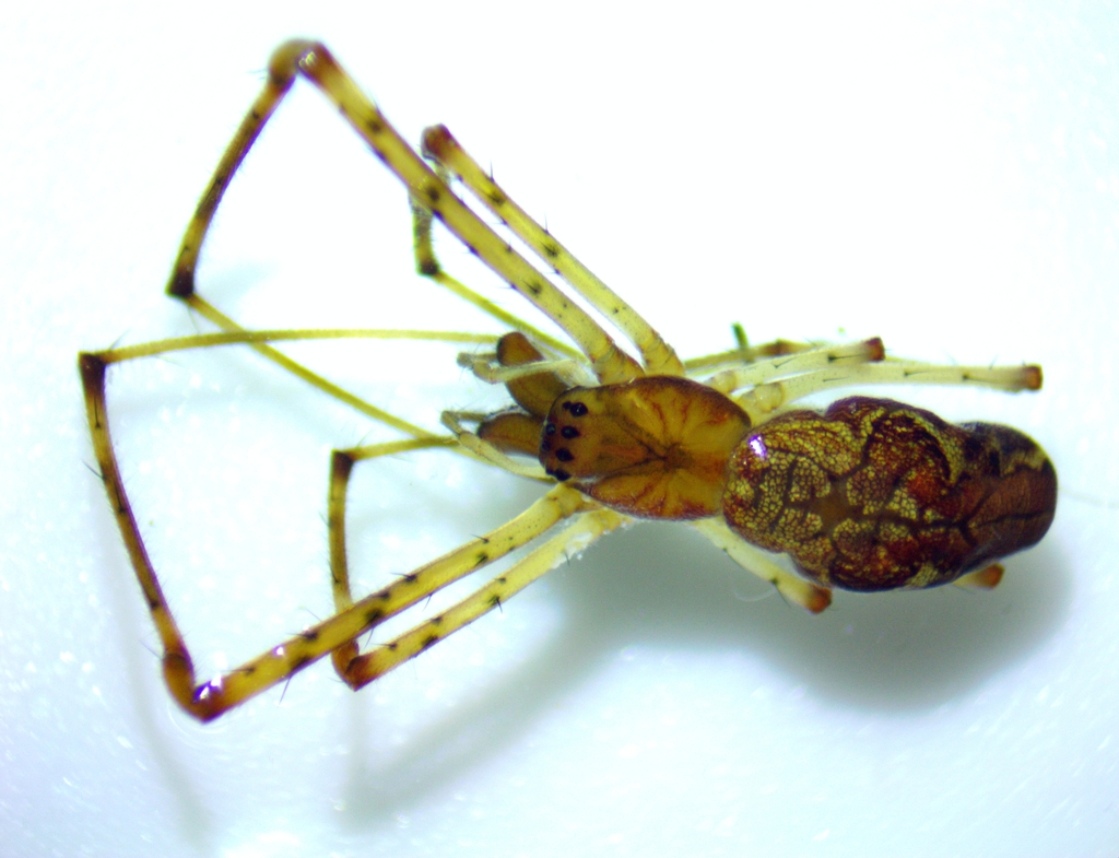 Tetragnatha versicolor (Versicolor Long-jawed Orbweaver), California species
