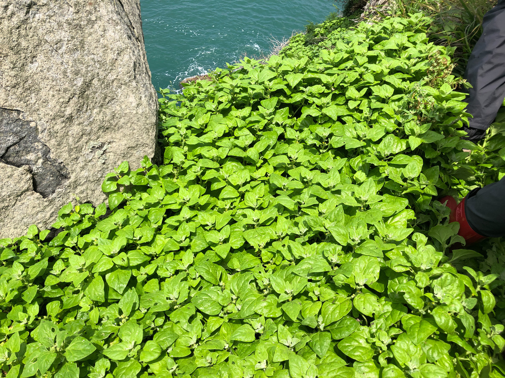 Tetragonia tetragonoides (New zealand spinach), non-native California subshrub