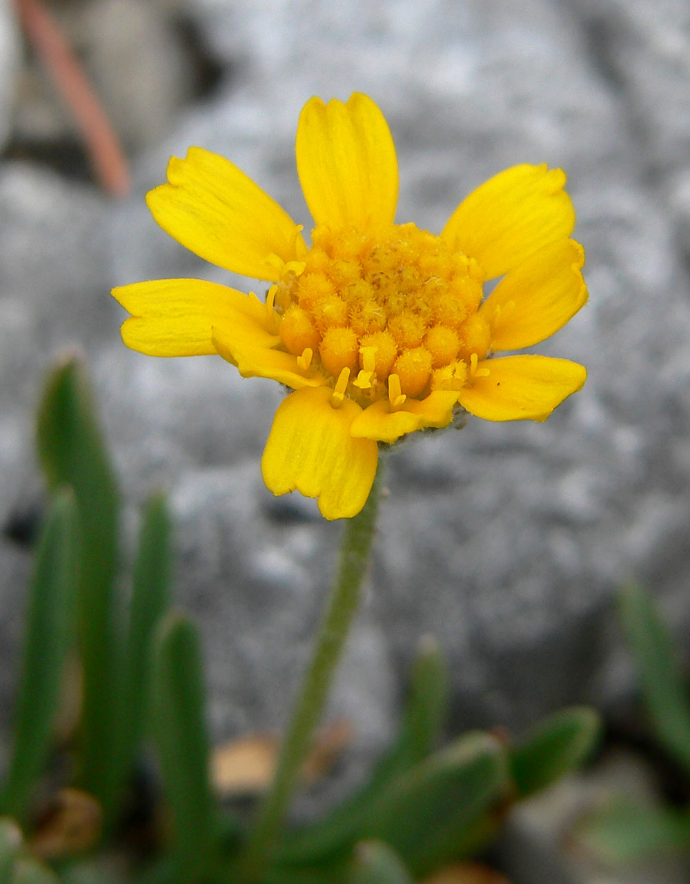 Tetraneuris acaulis var. arizonica (Arizona four nerve daisy), native California herb