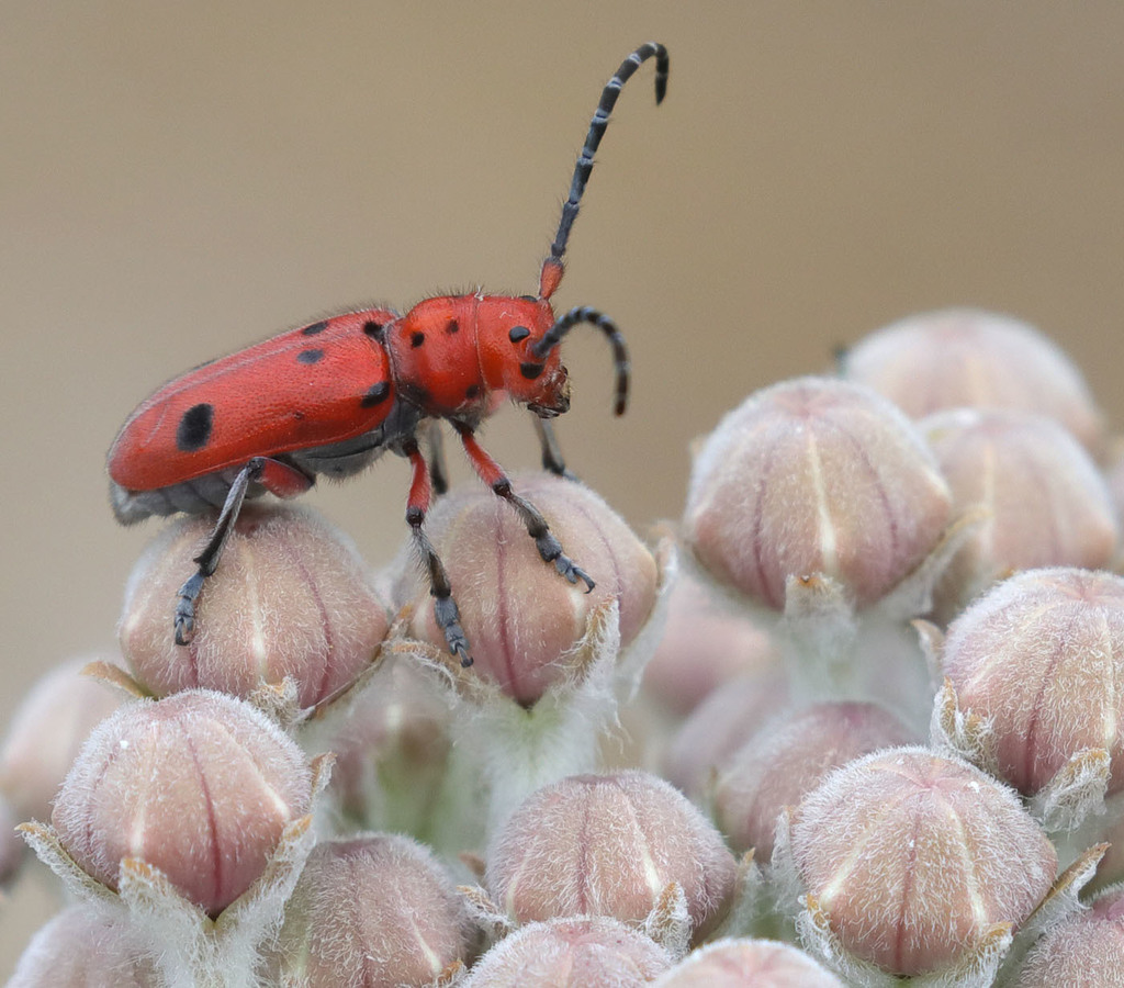 Tetraopes basalis, California species