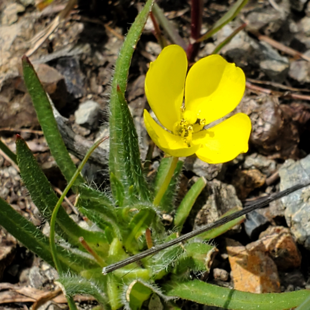 Tetrapteron graciliflorum (Hill sun cup), native California herb