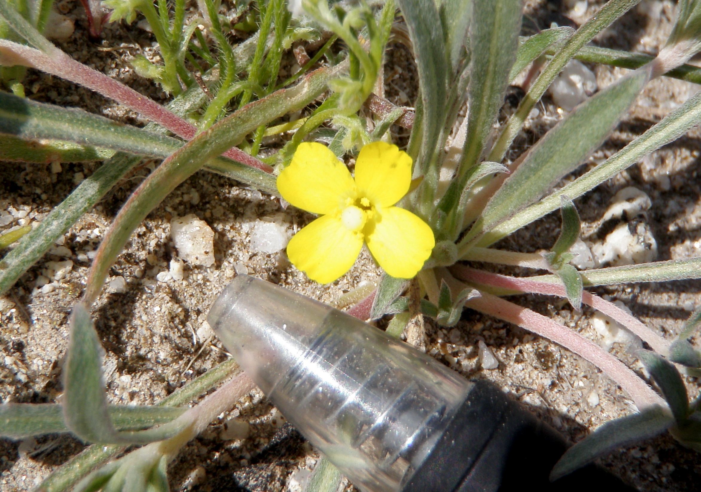 Tetrapteron palmeri (Palmer's evening primrose), native California herb