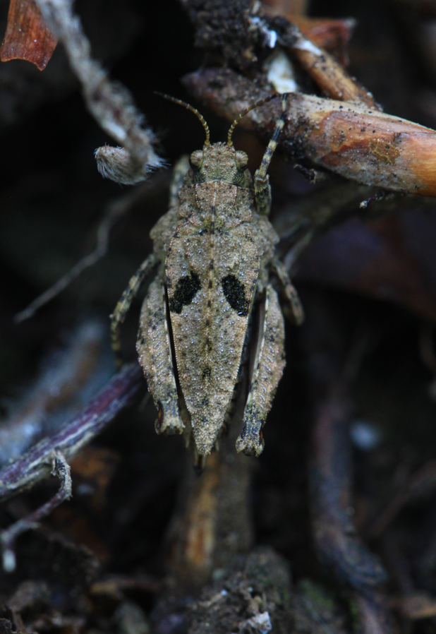 Tetrix sierrana (Sierra Pygmy Grasshopper), California species