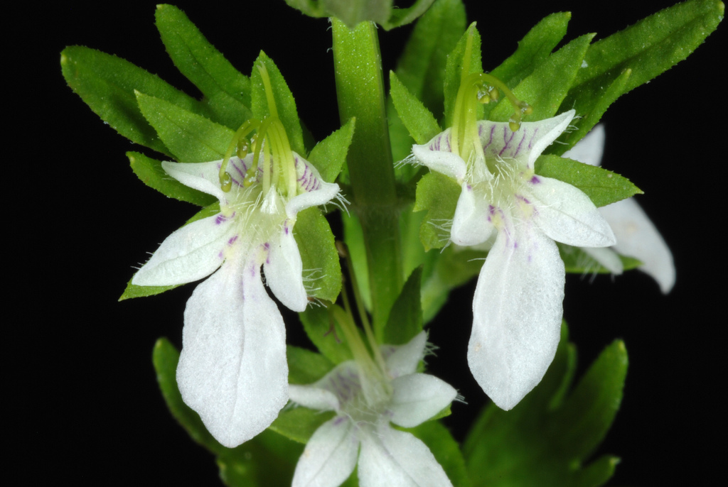 Teucrium cubense subsp. depressum (Dwarf germander), native California perennial
