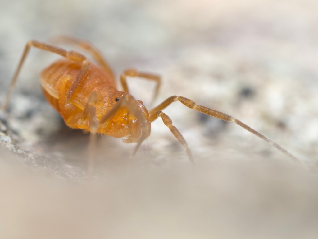 Texella shoshone (Shoshone Cave Harvestman), California species