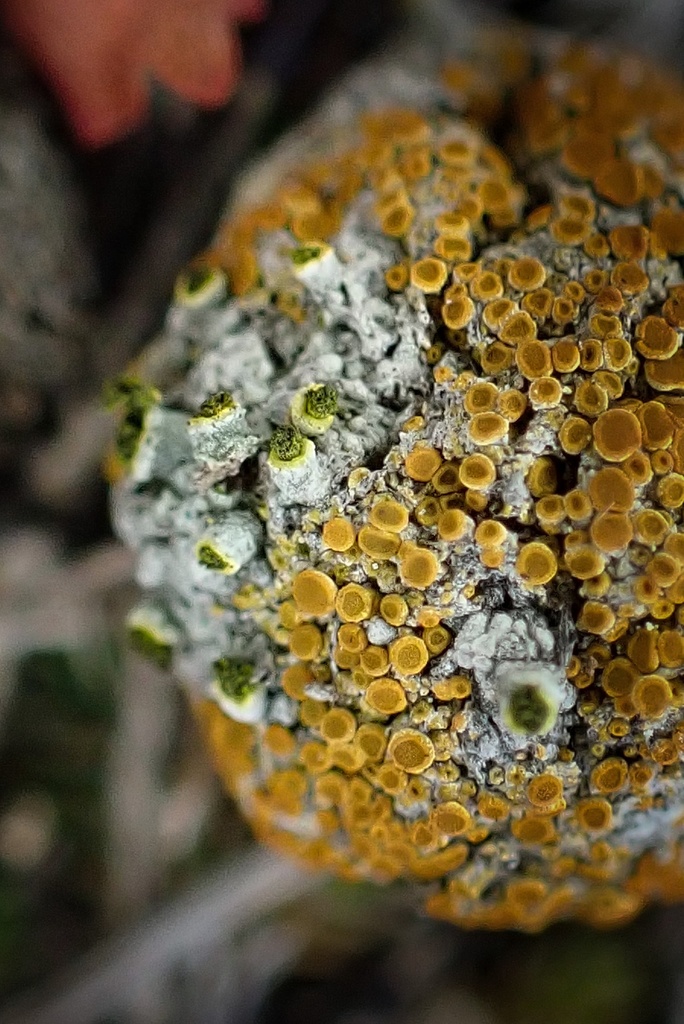 Texosporium sancti-jacobi (woven-spored lichen), California species
