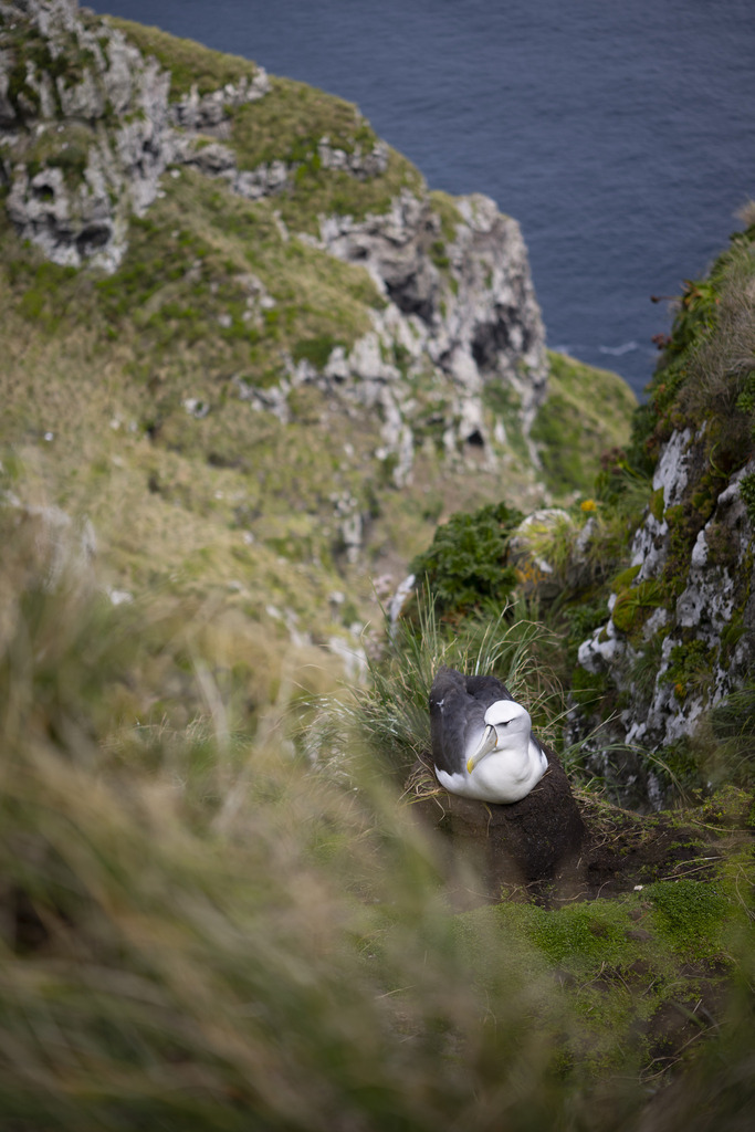 Thalassarche cauta (Shy Albatross), California species