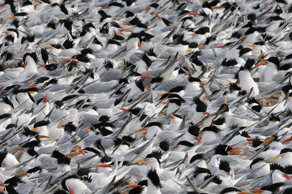 Thalasseus elegans (Elegant Tern), California species
