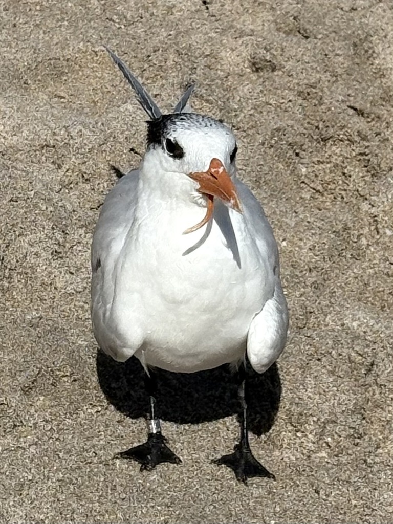 Thalasseus maximus (Royal Tern), California species
