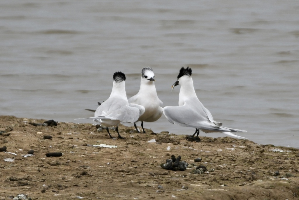 Thalasseus sandvicensis (Sandwich Tern), California species