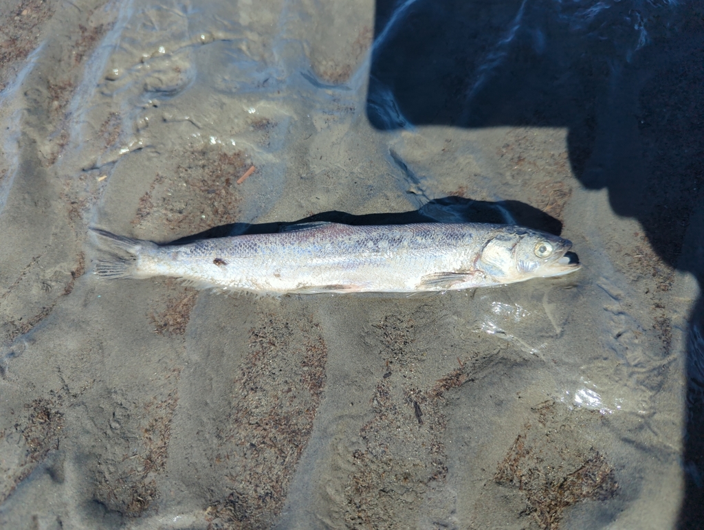 Thaleichthys pacificus (Eulachon), California species