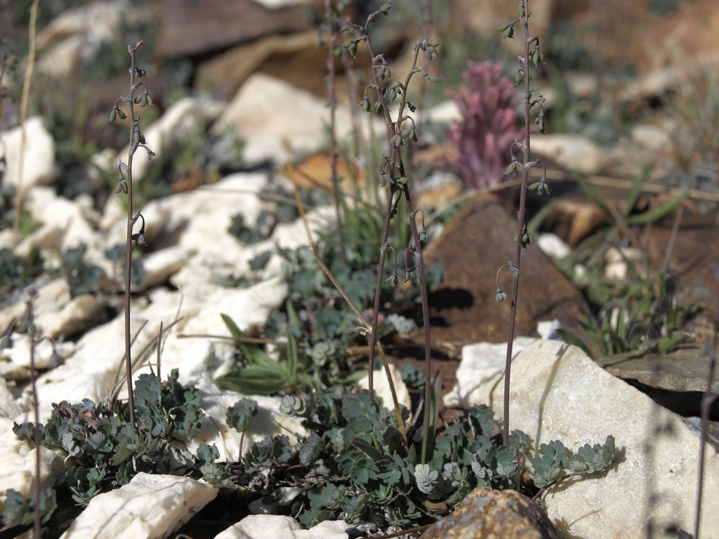 Thalictrum alpinum (Arctic meadow-rue), native California herb
