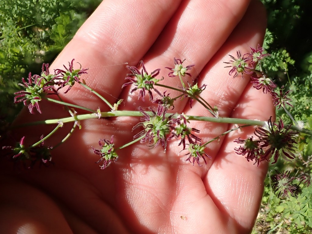 Thalictrum fendleri var. fendleri (Fendler's meadow rue), native California herb
