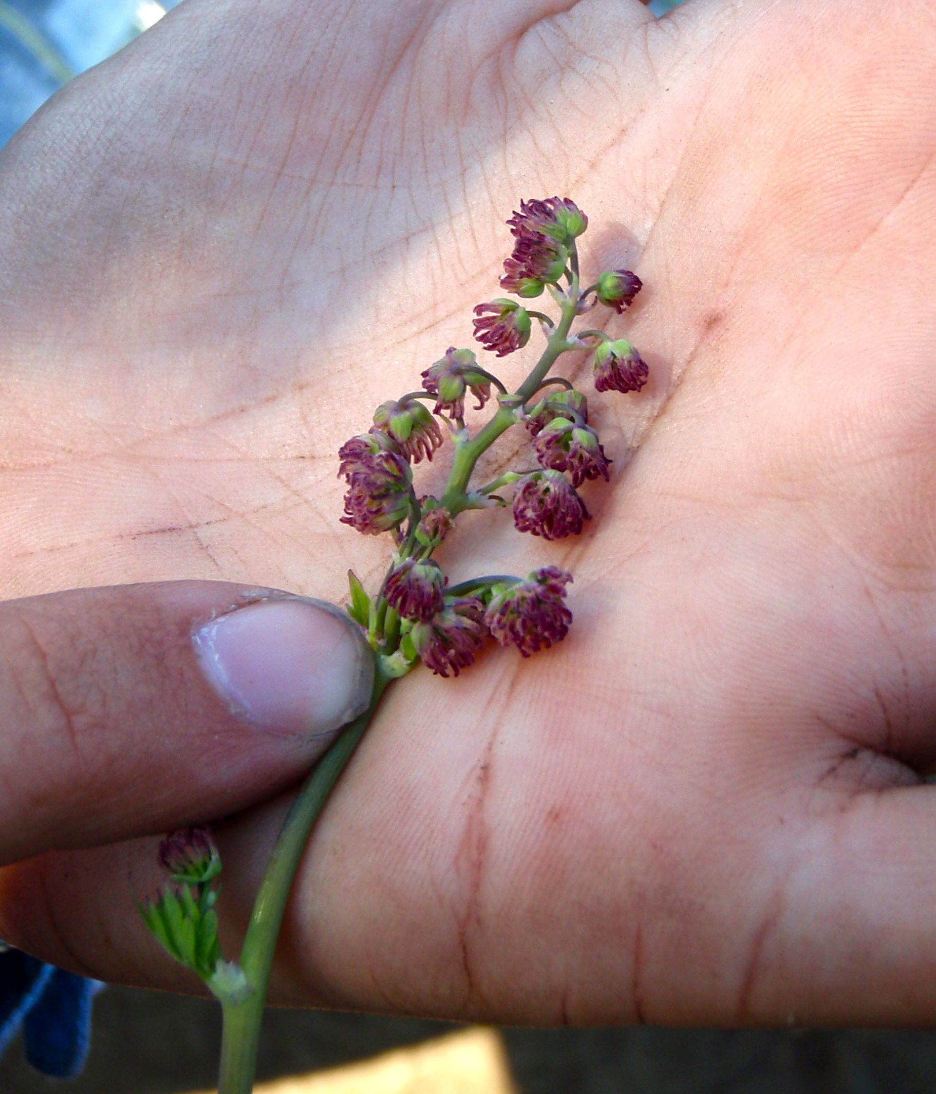 Thalictrum fendleri (Fendler's meadow rue), native California herb