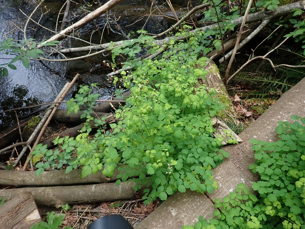 Thalictrum occidentale (Western meadow rue), native California herb
