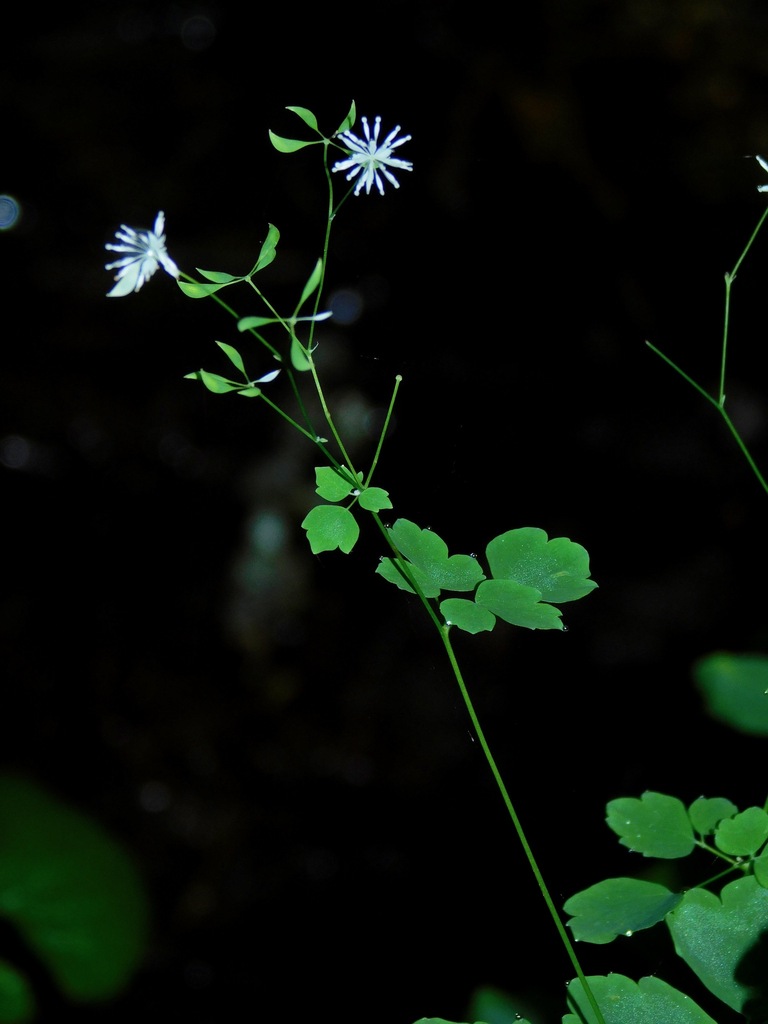 Thalictrum sp. (Meadow-rue), non-native California perennial