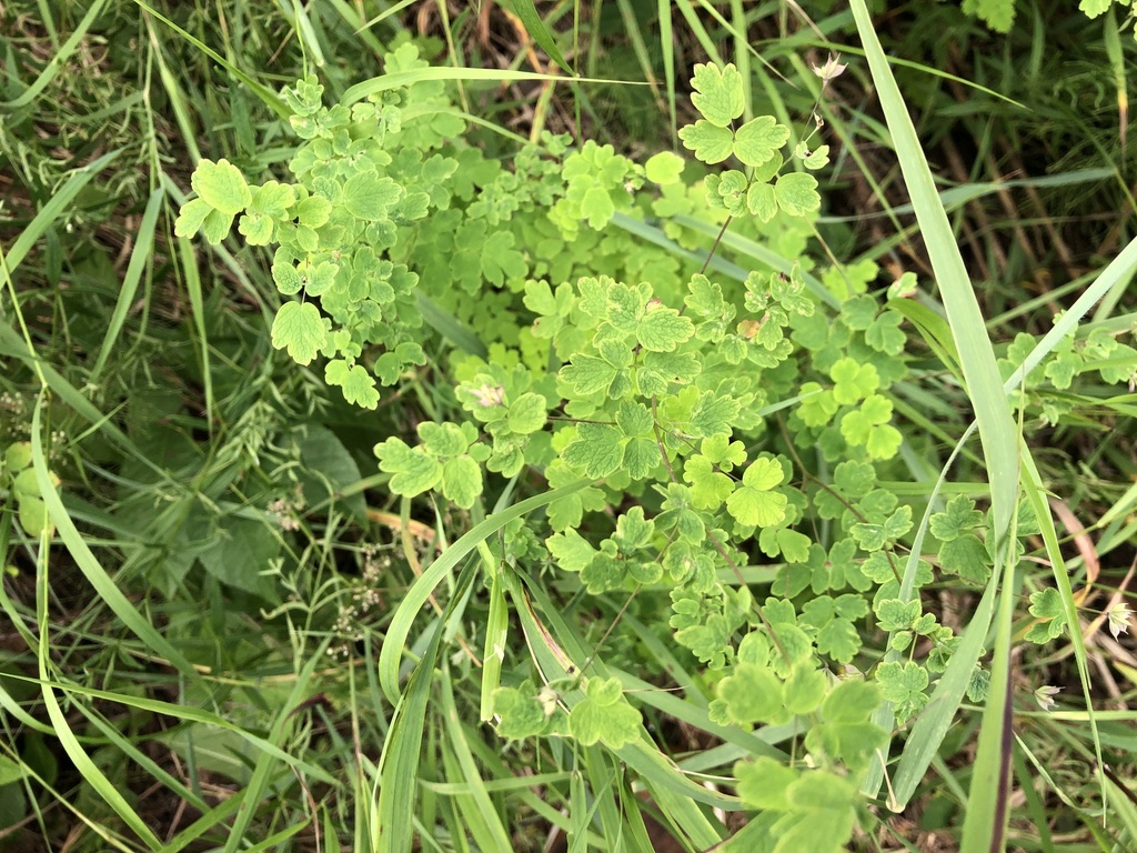 Thalictrum sparsiflorum (Few flowered meadow rue), native California herb