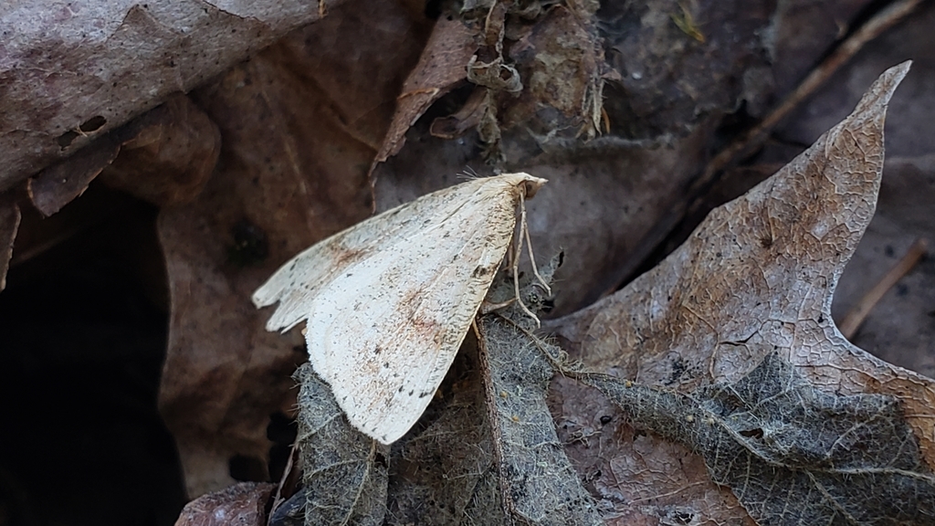 Thallophaga hyperborea (Northern Thallophaga), California species