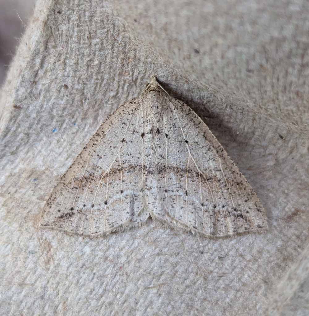Thallophaga taylorata (Taylor’s Thallophaga), California species