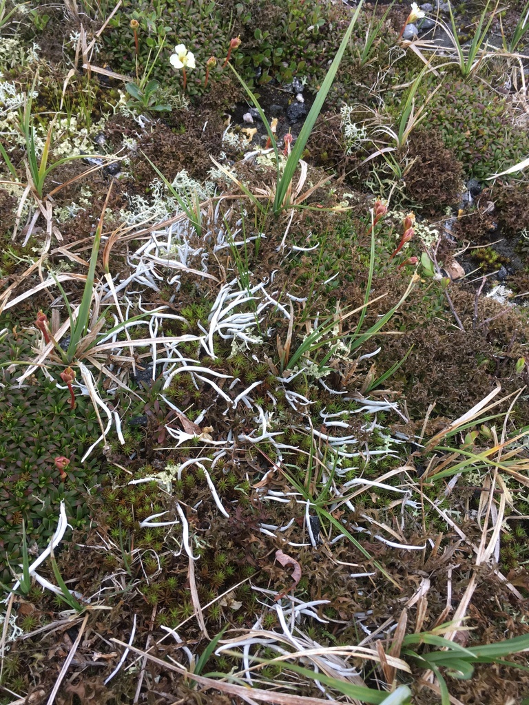 Thamnolia vermicularis (whiteworm lichen), California species