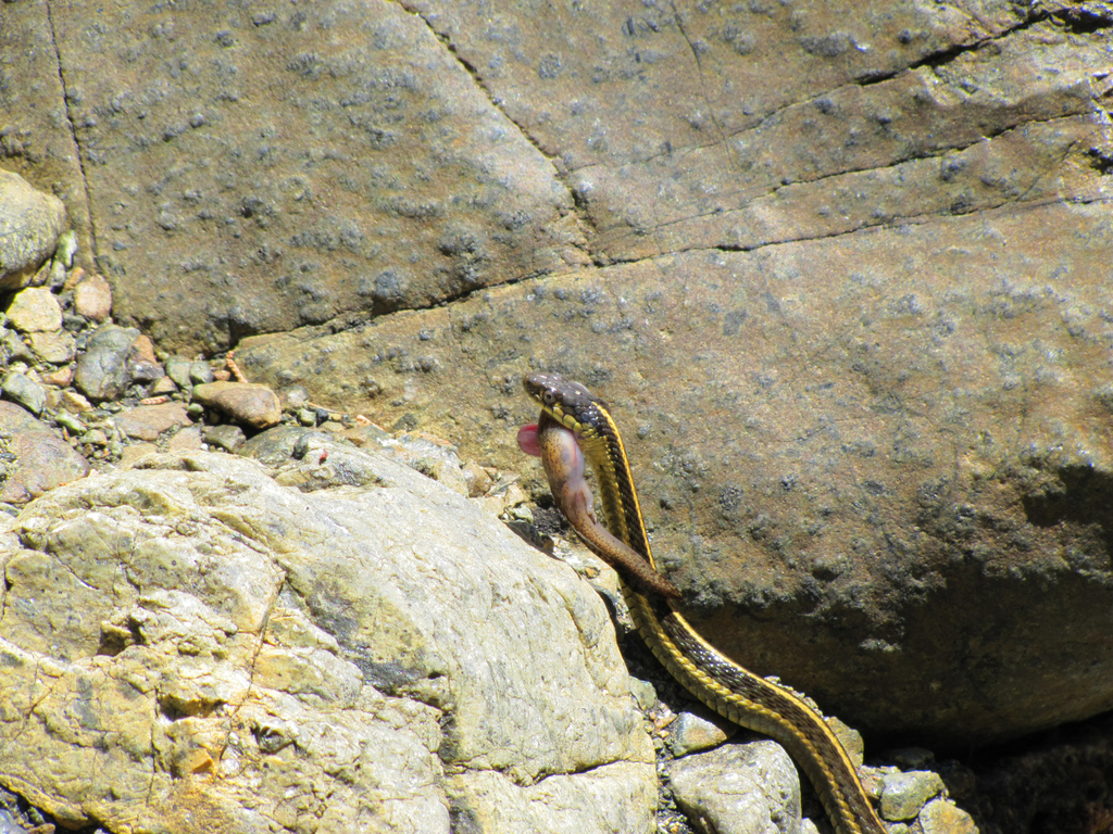 Thamnophis atratus (Aquatic Garter Snake), California species