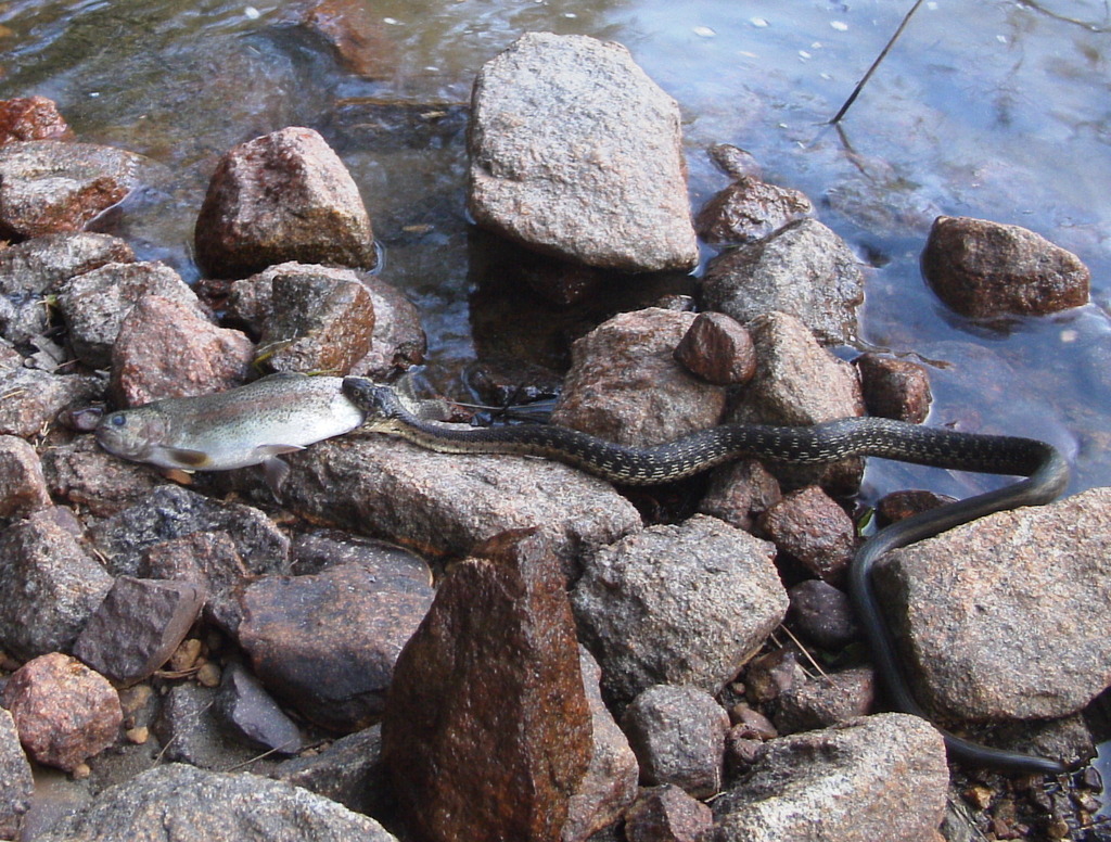 Thamnophis couchii (Sierra Garter Snake), California species