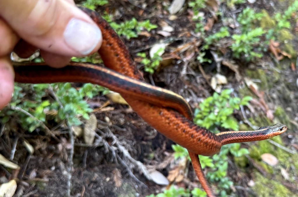 Thamnophis elegans (Western Terrestrial Garter Snake), California species
