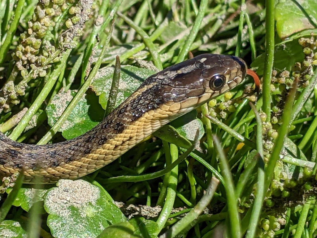 Thamnophis gigas (Giant Garter Snake), California species