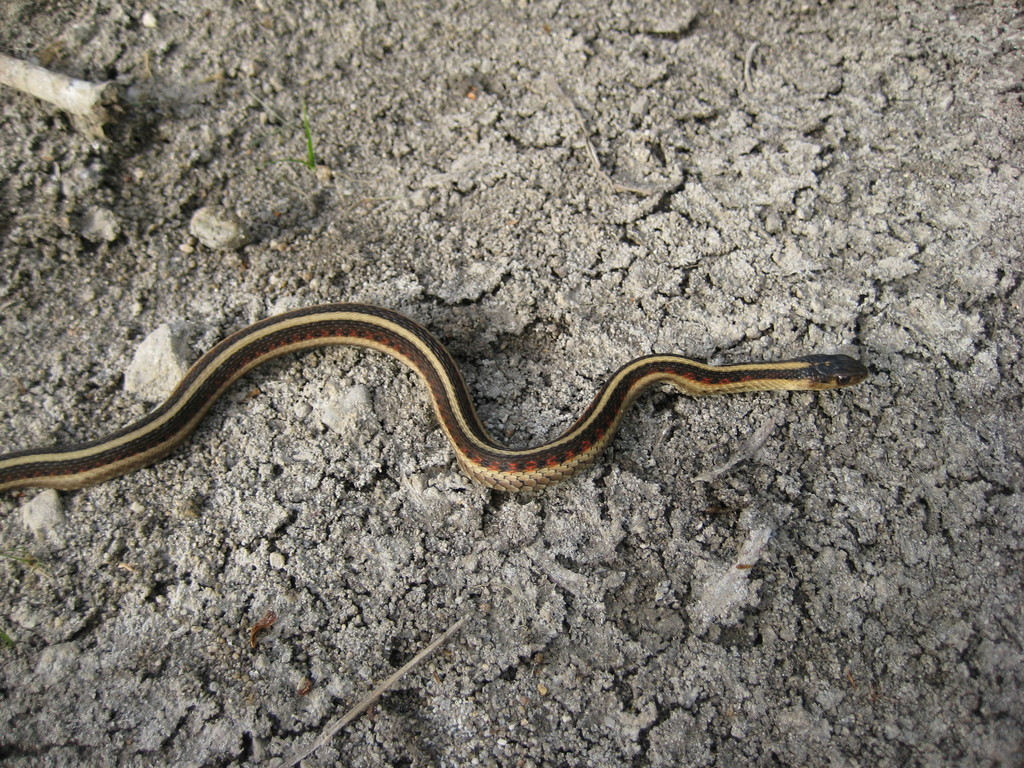 Thamnophis hammondii pop. 1 (Santa Catalina Gartersnake), California species