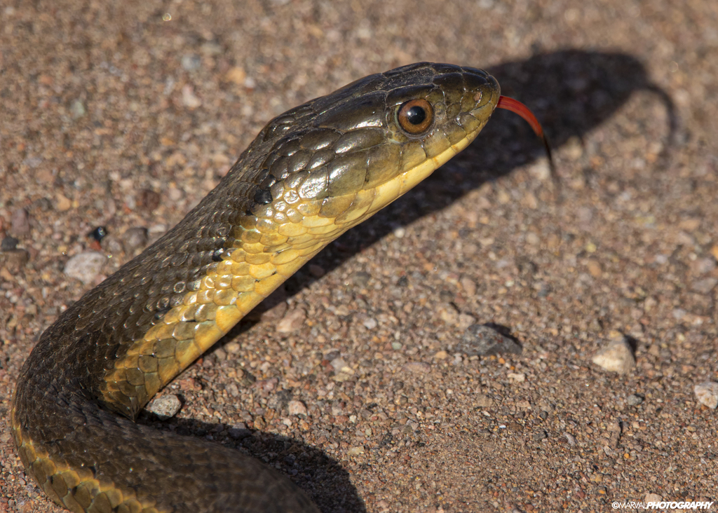 Thamnophis hammondii (Two-striped Garter Snake), California species