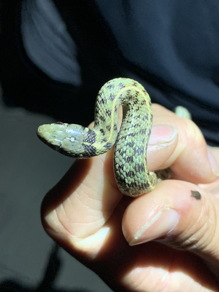 Thamnophis marcianus (Checkered Gartersnake), California species