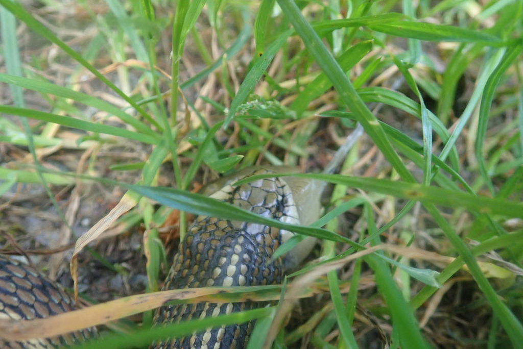 Thamnophis ordinoides (Northwestern Gartersnake), California species