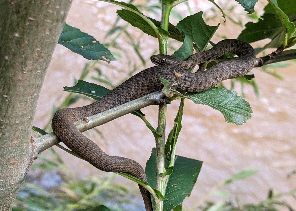 Thamnophis rufipunctatus (Narrow-headed gartersnake), California species